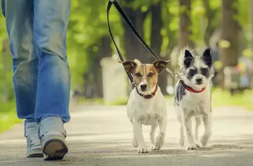 Cambio climático y urbanidad: ¿cómo afecta a los animales de compañía?