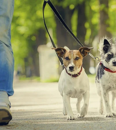 Los animales ocupan un lugar cada vez más importante en las familias, lo que impulsa a los tutores a buscar la mejor calidad de vida para ellos.