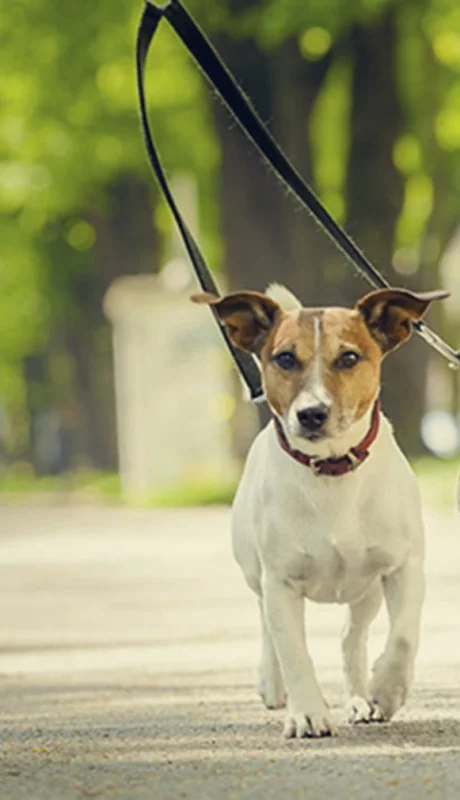 Los animales ocupan un lugar cada vez más importante en las familias, lo que impulsa a los tutores a buscar la mejor calidad de vida para ellos.