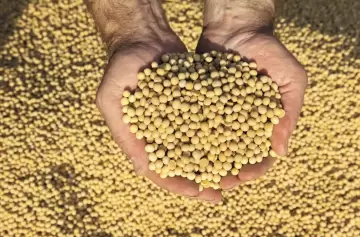 La soja se dispara en Chicago y le da impulso al plan económico de Milei