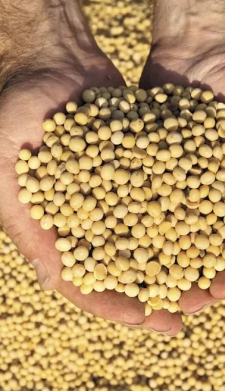 El impulso en los precios se vincula con el avance en las negociaciones comerciales entre Estados Unidos y China.