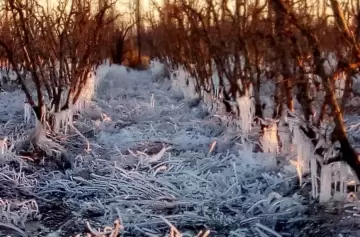 Heladas tardías ponen en jaque a productores de Mendoza