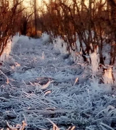 El ingreso el domingo de un frente frío polar trajo uno de los peores temores del agro mendocino: las heladas tardías.