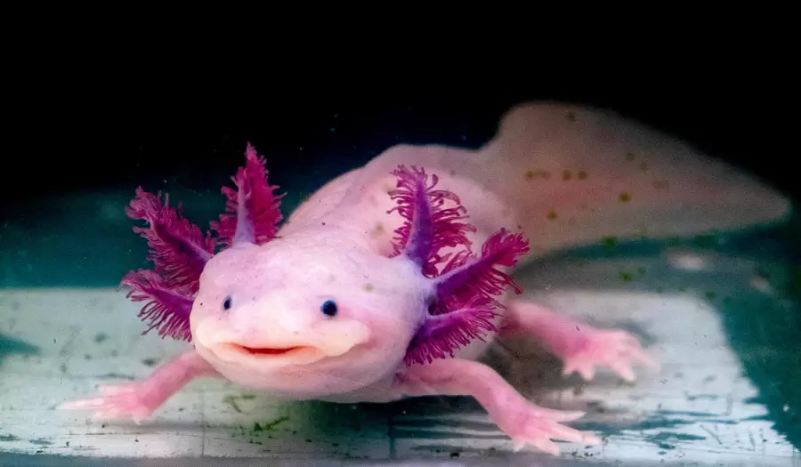 El ajolote es toma como ejemplo para realizar la investigación. (Foto: web)