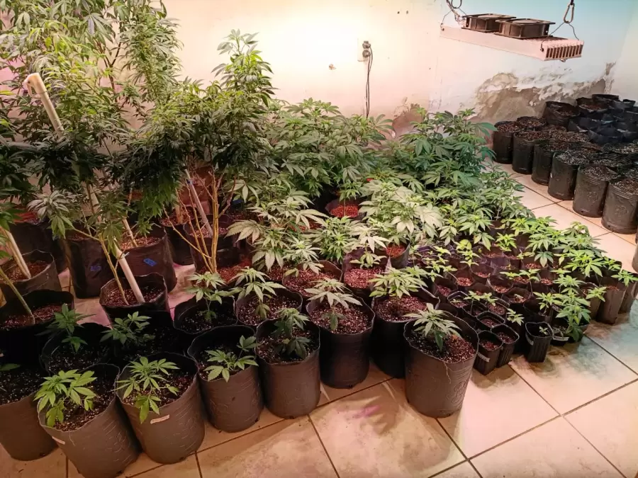 "Una de las motivaciones de esta formación es atender a la demanda que de directores técnicos, agrónomos y agricultores" (L. Mastrantonio)