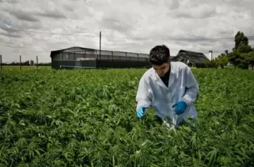 La UNCuyo lanzó un diplomado sobre el cultivo de cannabis medicinal