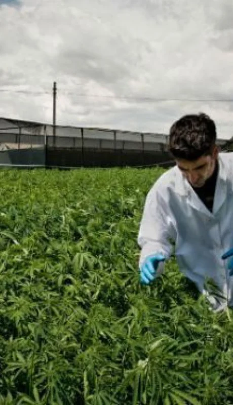 La formación se enfoca estrictamente en el cannabis medicinal y no en el cáñamo industrial.