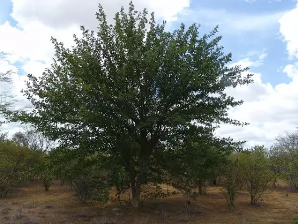 Favela. La planta que, aparentemente, dio origen al concepto de los asentamientos brasileños.
