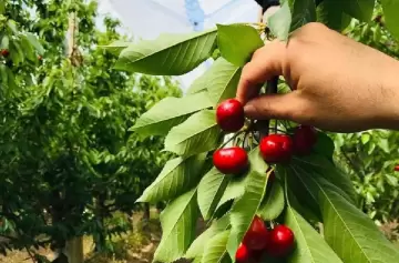 Planes sociales y trabajo golondrina: productores en alerta por la cosecha y la falta de registro