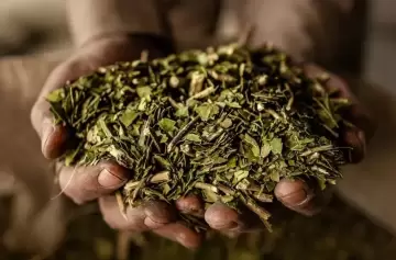 Del mate a la energía: desarrollan un bioaceite a partir de yerba usada