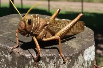 Patagonia en alerta: emergencia por la 'tucura sapo', el bicho caníbal que devora pastizales