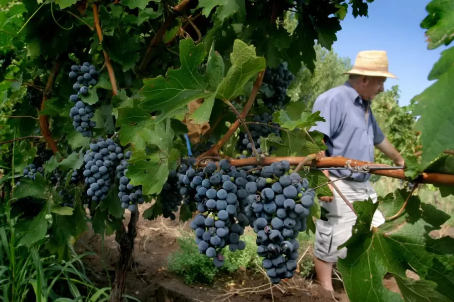 La industria enfrenta una disminución de las exportaciones. Según Kuret, la culpa la tiene "la falta de tratados bilaterales".