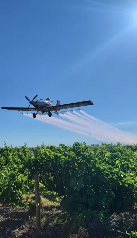Un avión del Iscamen sobrevuela los viñedos mendocinos durante el operativo de tratamiento aéreo contra la Lobesia botrana.
