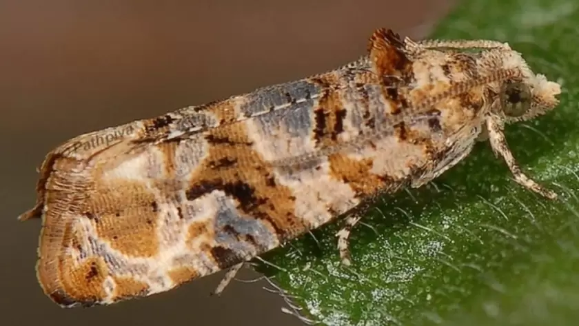 La Lobesia botrana, más conocida como 'la polilla de la vid'. Sus larvas son la principal amenaza para los viñedos de Mendoza.