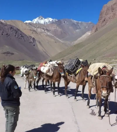 La nueva propuesta es que el control de las mulas se realice antes del ingreso al parque, ya que hacerlo en la puerta generaba complicaciones.