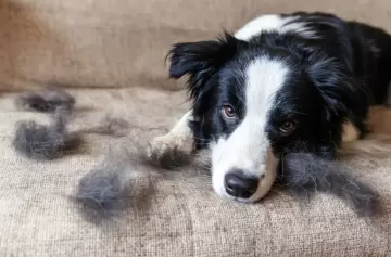 El secreto del pelaje "camaleón": ¿debés preocuparte si tu mascota cambia de color?