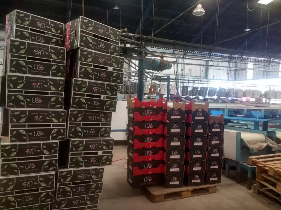 Producción y exportación de manzanas