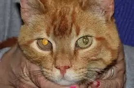 La asimetría en las pupilas de un felino son un claro síntoma de uveítis que no debes ignorar.