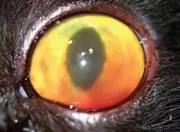 Una nube blanca o roja en el globo ocular puede ser un síntoma de uveítis y debe ser tratado inmediatamente