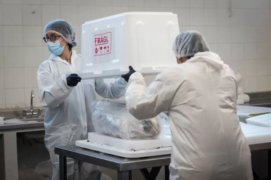 Traslado inédito: el Niño del Aconcagua al Museo Moyano y el fin de su exhibición pública.