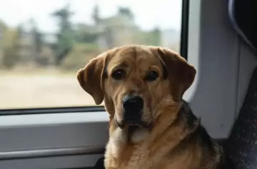 Un perro que se perdió en la montaña y regresó a su casa solo, viajando una hora en tren