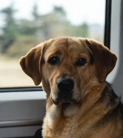 Un perro logró regresar en tren a su hogar.