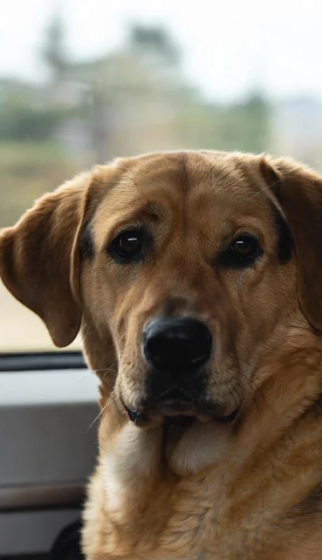 Un perro logró regresar en tren a su hogar.
