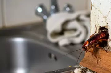 ¿Cucarachas invaden tu casa? Secretos simples para deshacerte de ellas para siempre