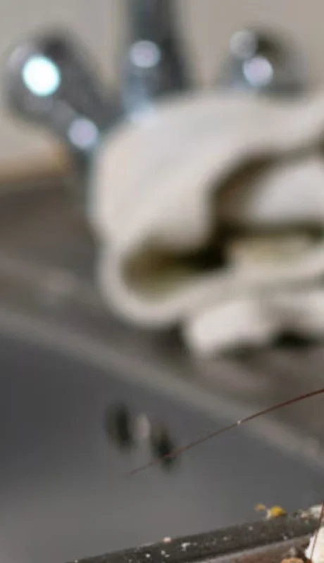 Las cucarachas, enemigas ancestrales de la limpieza. (Foto: archivo web)