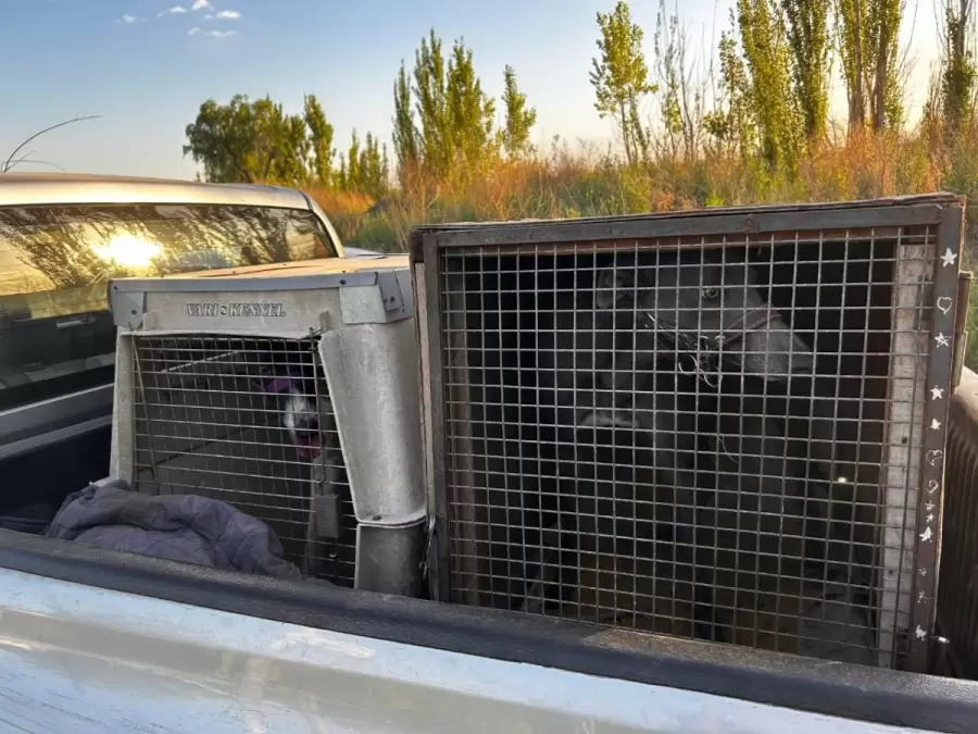 Carrera de galgos clandestinas/ Fuente: Ministerio de Seguridad