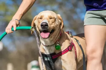 Golpe de calor en mascotas: cómo protegerlas y evitar errores comunes en verano