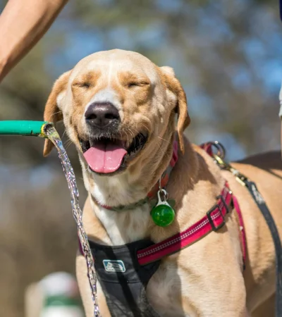 El calor extremo y las mascotas: señales de alarma y medidas de protección.