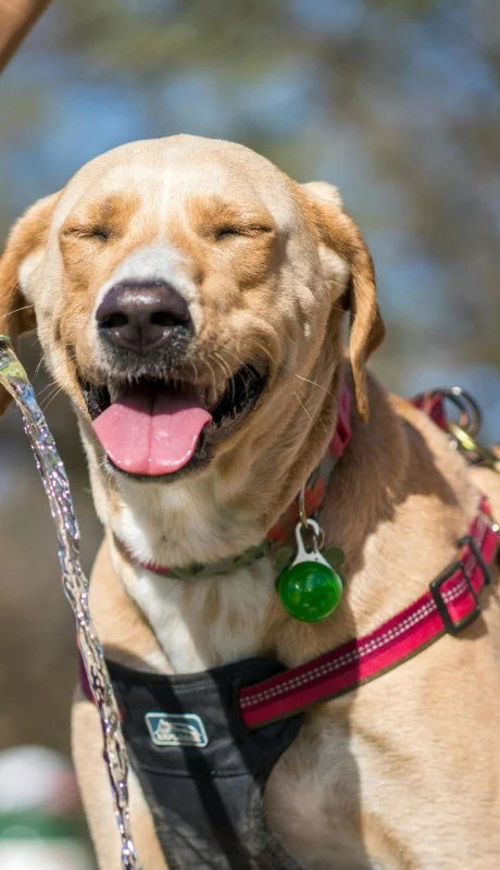 El calor extremo y las mascotas: señales de alarma y medidas de protección.