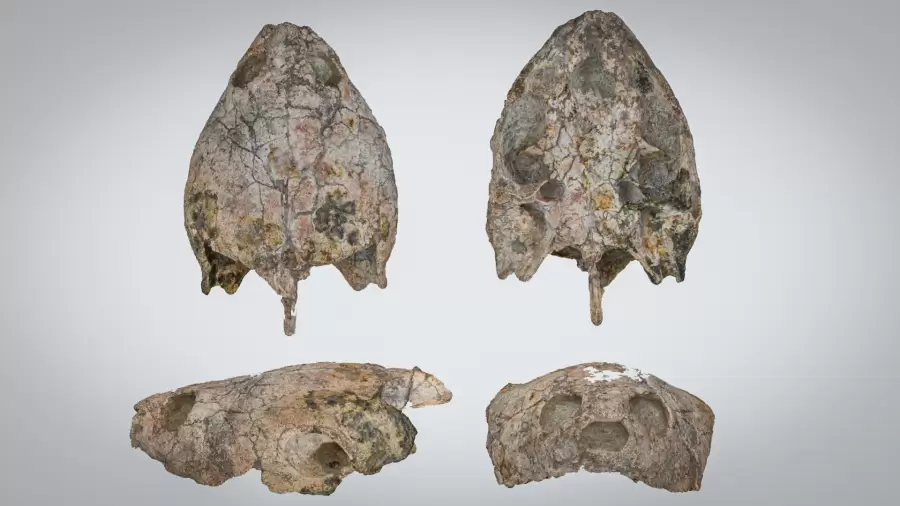 La Shakyremis Colombiana es parte de una familia que se ubica principalmente en Madagascar y el norte de América del Sur.