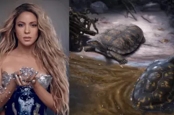 Descubren la 'Shakira' de las Tortugas Fósiles en Colombia