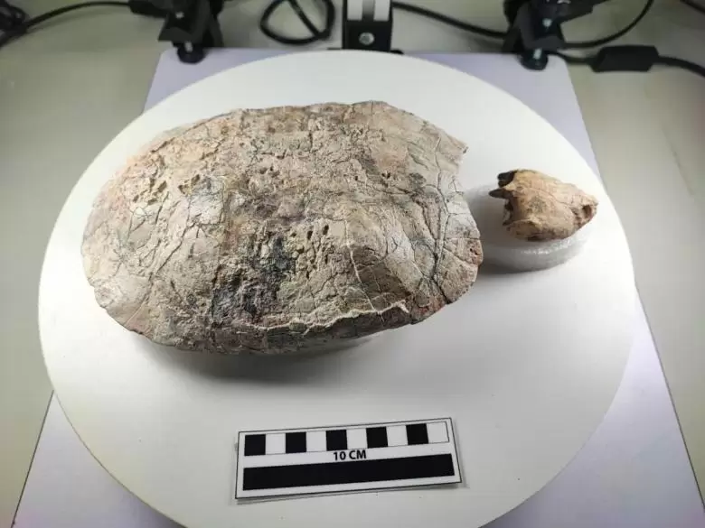 El ejemplar está a mitad de camino entre la tortuga africana y la sudamericana.