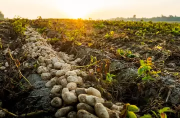 Negocio en crecimiento: el boom de exportación de papa mendocina y reconfiguración productiva