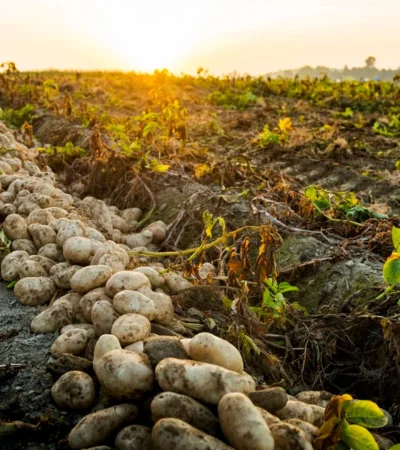 Producción de papas