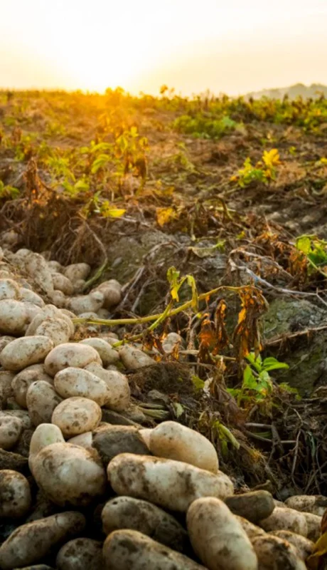 Producción de papas