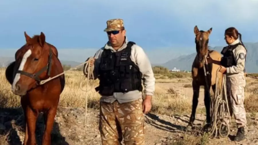 "El incremento que notamos viene de la faena clandestina de animales de ganado mayor, como ocurre con el ganado bovino y equino" (A. Ríos)