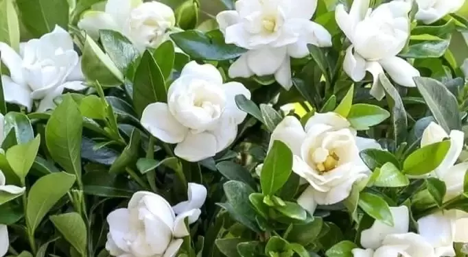 Las plagas y hongos pueden dañar la salud de tus flores