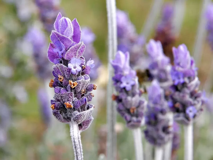 La lavanda y otras plantas aromáticas tienen propiedades repelentes