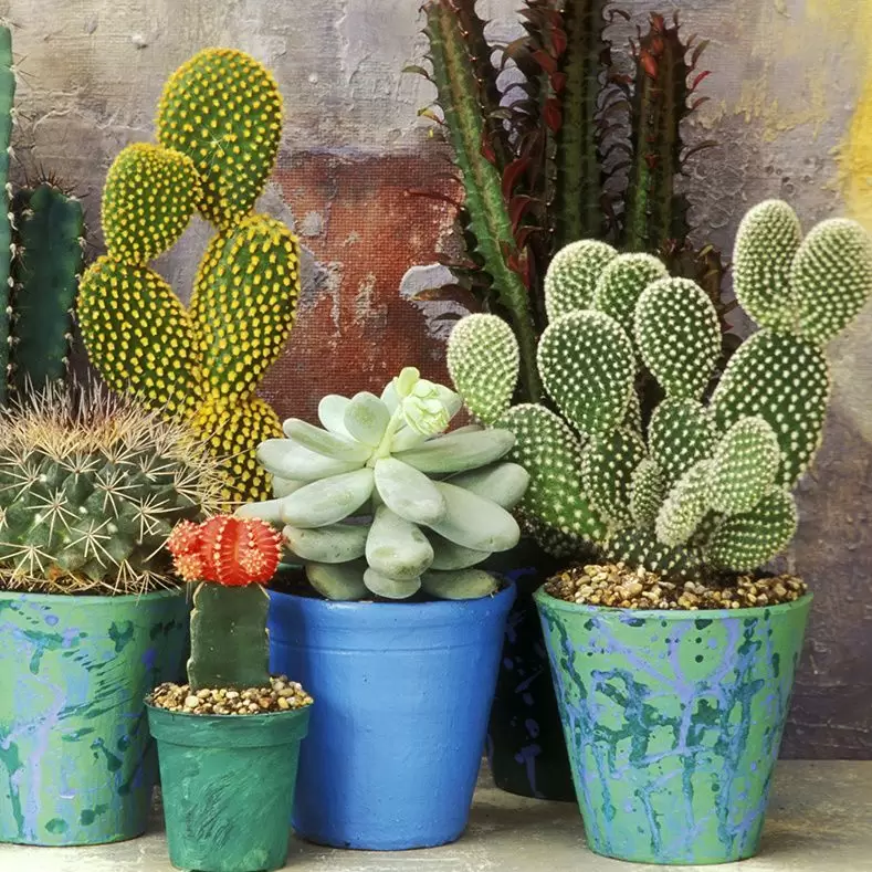 Al regar cactus y suculentas asegurate de regar solo el sustrato para evitar la aparición de hongos.