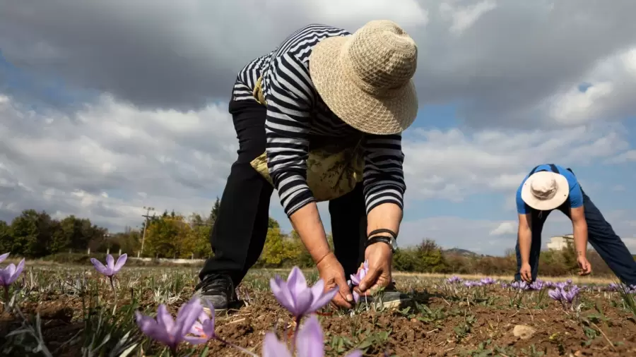 No requiere gran extensión ni agua