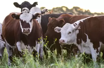Impuesto a la flatulencia vacuna: estalló la polémica y se mezcla con la política