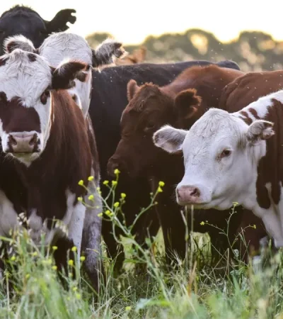 Imagen ilustrativa: archivo web