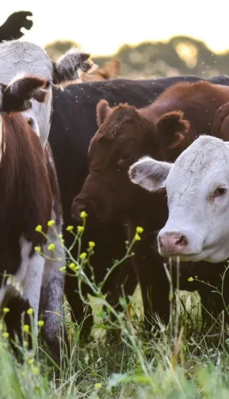 Imagen ilustrativa: archivo web