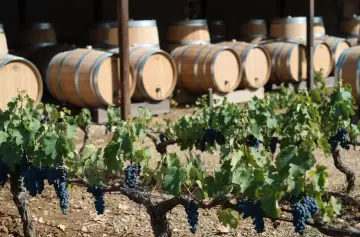 Conflicto vitivinícola: frenan desregulación del INV