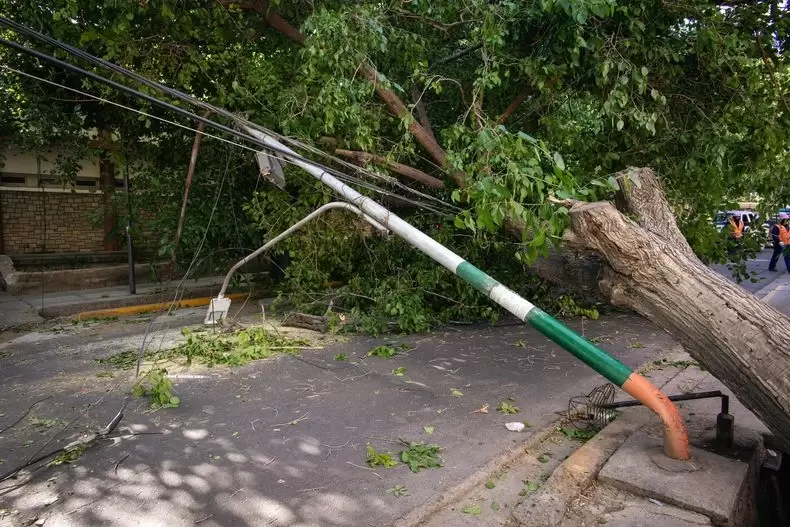 Árboles caídos en el Gran Mendoza