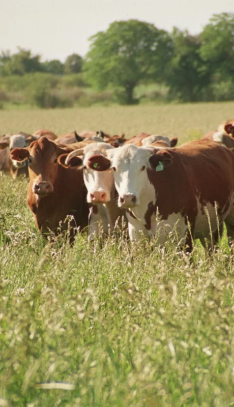 Desde la Sociedad Rural advierten que los altos costos y la falta de infraestructura están frenando el desarrollo ganadero en zonas áridas.